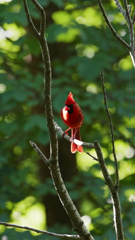 a northern cardinal perched and in motion on a tree branch