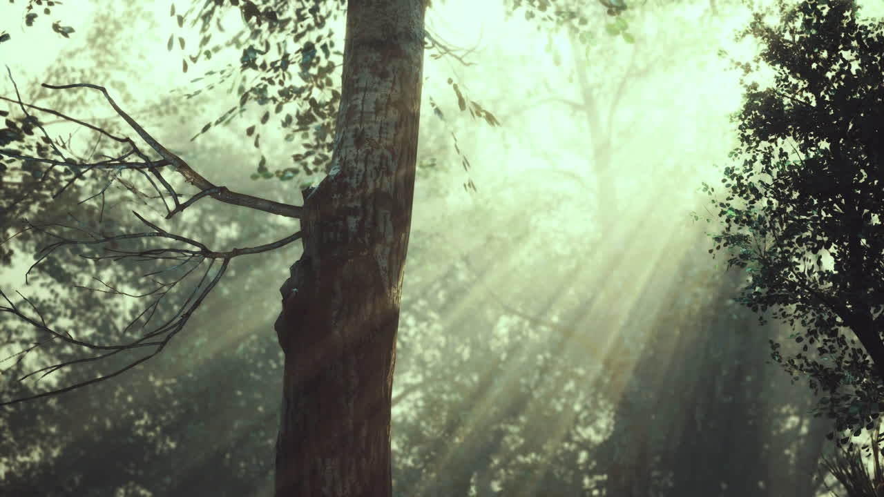 Sunlight filters through trees in a serene forest setting during early morning