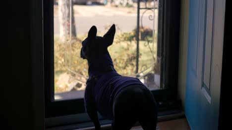 Little-black-dog-in-a-purple-outfit-looking-out-of-a-glass-front-door-and-then-turning-back-behind-her