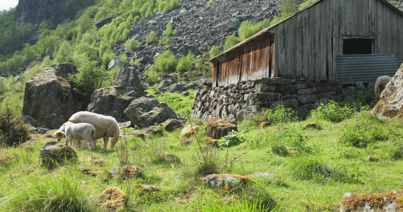 Surt moderfår skubber og stanger sultent lam i en naturskøn norsk kløft.