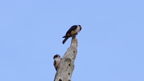 black-thighed falconet, microhierax fringillarius, kaeng krachan national park, thailand