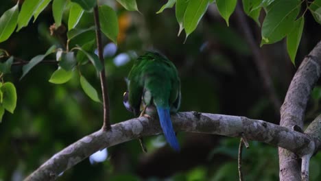 Scratching-its-front-feathers,-a-Long-tailed-Broadbill-Psarisomus-dalhousiae-is-cleaning-itself-while-perching-on-a-tree-in-a-national-park-in-Thailand