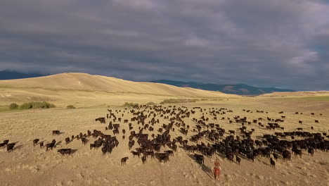 Erstaunliche-Luftaufnahme-über-Einem-Western-Cattle-Drive-In-Den-Ebenen-Von-Montana-10