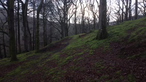 A-slow-moving-shot-through-the-forest-trees-in-North-Wales