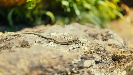 Un-Primer-Plano-Que-Captura-Los-Intrincados-Detalles-Y-Patrones-De-La-Piel-De-Un-Lagarto-Mientras-Disfruta-Del-Calor-En-Un-Terreno-Rocoso,-Rodeado-De-Colores-Naturales.