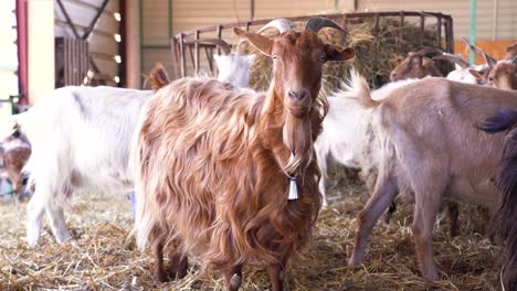 handheld shot of goats in their enclosure in a farm, indoor, medium shot
