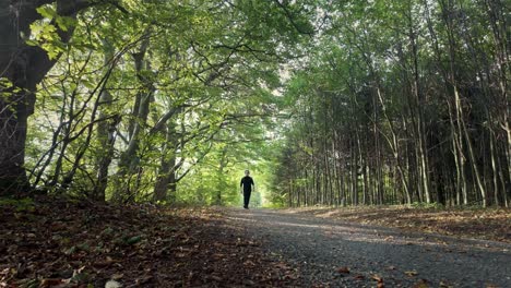 person walking on a path through a forest
