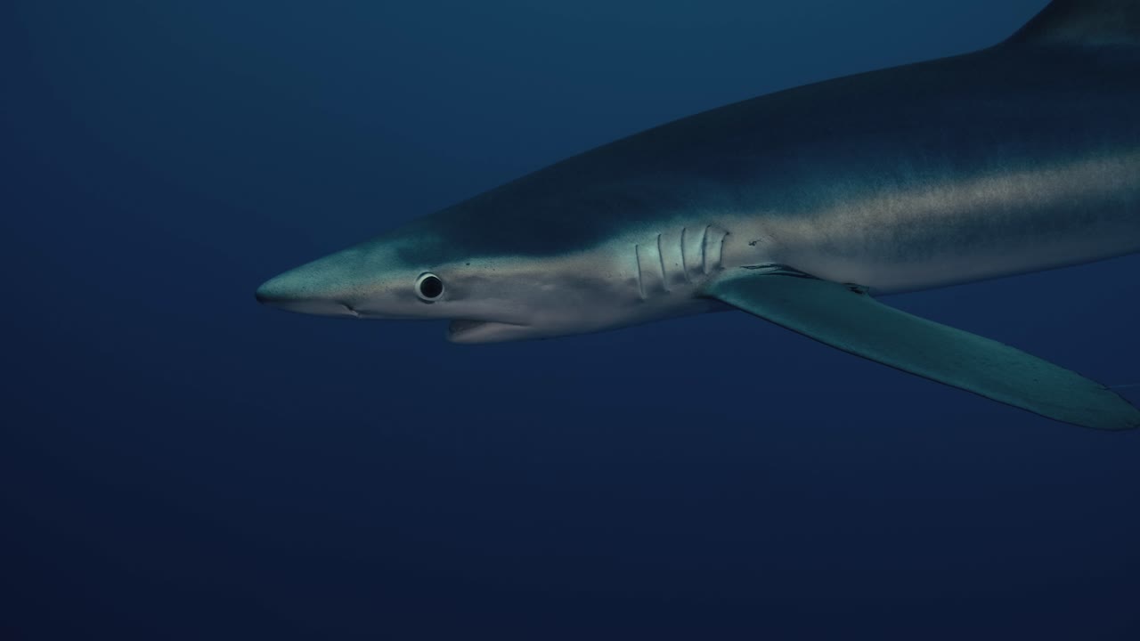 gran tiburón azul nadando solo a través del agua azul con reflejos de luz cerca de la isla pico