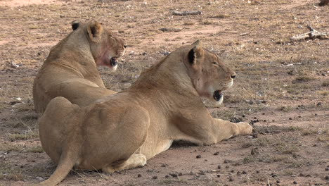 close view of two lionesses resting on ground and looking around them