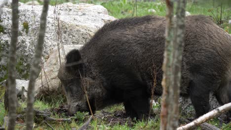 powerful wild boar digging ground with snout