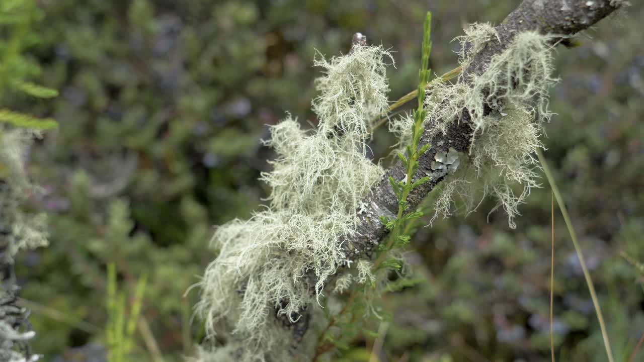 longitud focal estática estrecha de las plantas exóticas en los páramos de el pedregal, cantón de mejia, provincia de pichincha, ecuador