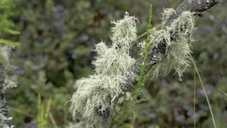 Static-Narrow-focal-length-of-exotic-plants-in-los-paramos-de-el-pedregal,-mejia-canton,-province-of-pichincha,-ecuador