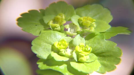 chrysosplenium alternifolium. cerca en un día soleado de verano