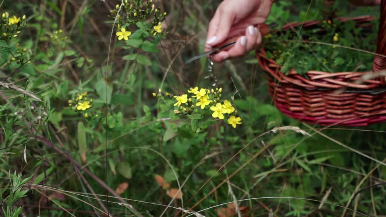 들판에서 야생 점박이 세인트 존스 워트를 구하는 손의 중간 샷