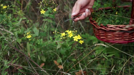 plano medio de manos buscando hierba de san juan con manchas silvestres en un campo