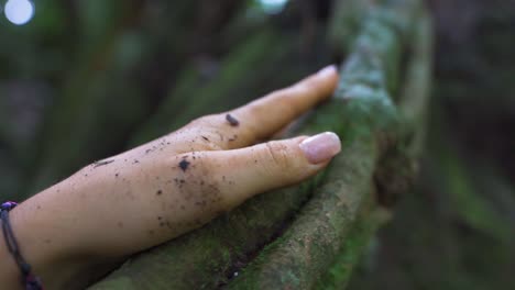 fotografía de cerca de mujeres con las manos tocando un árbol en la naturaleza