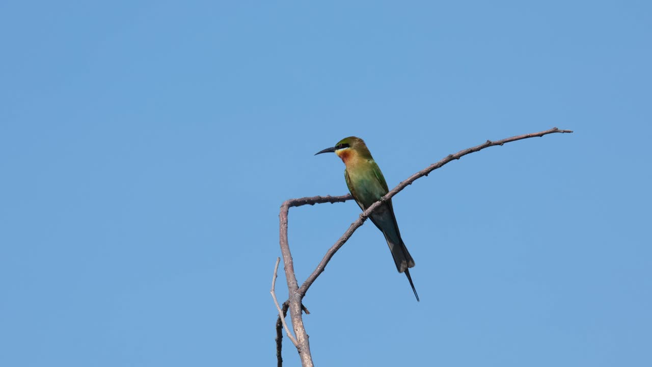 dos individuos vistos juntos en la parte superior de las ramas desnudas, uno vuela con una abeja en la boca, el abejaruco de cola azul merops philippinus, tailandia