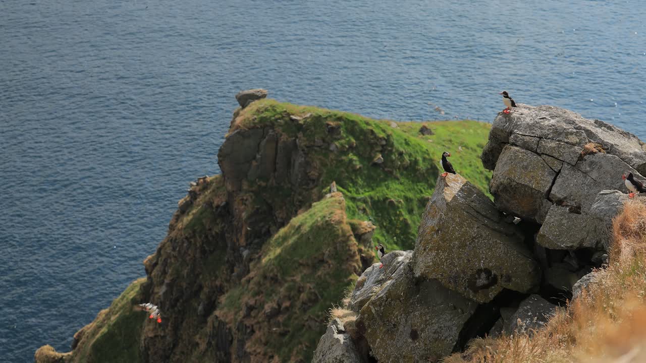 papagayo atlántico (fratercula arctica), en la roca de la isla de runde (noruega).