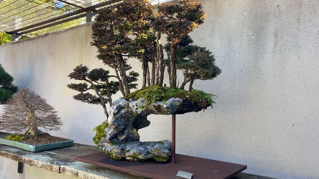 панорамирование левого реверсивного набора различных типов удивительных бонсай, выставленных в экстерьере