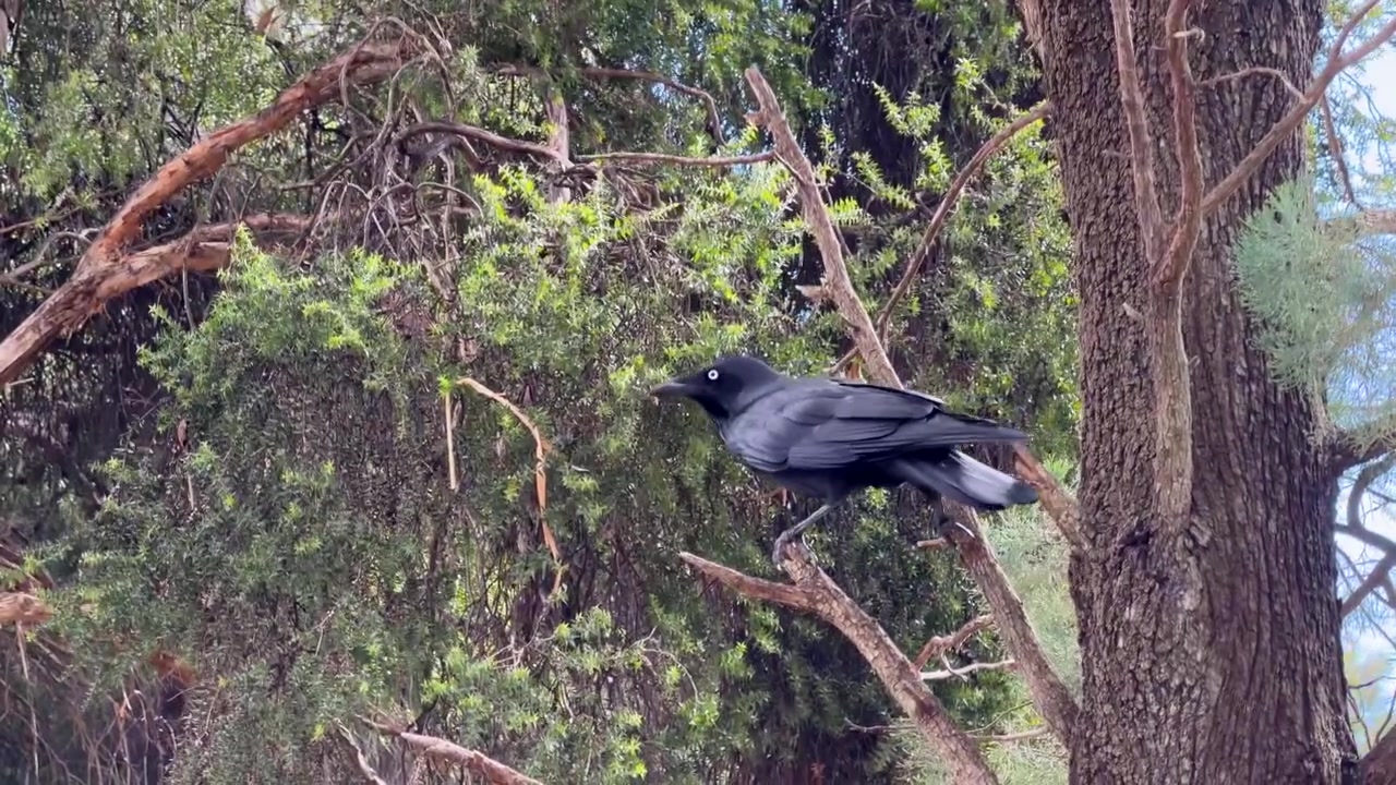 Corvo australiano nero si posa su un ramo e poi vola via a Dubbo, Nuovo Galles del Sud.