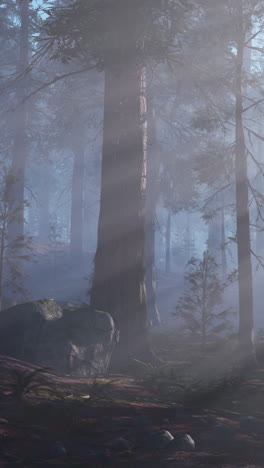 bosque de sequoias en la niebla