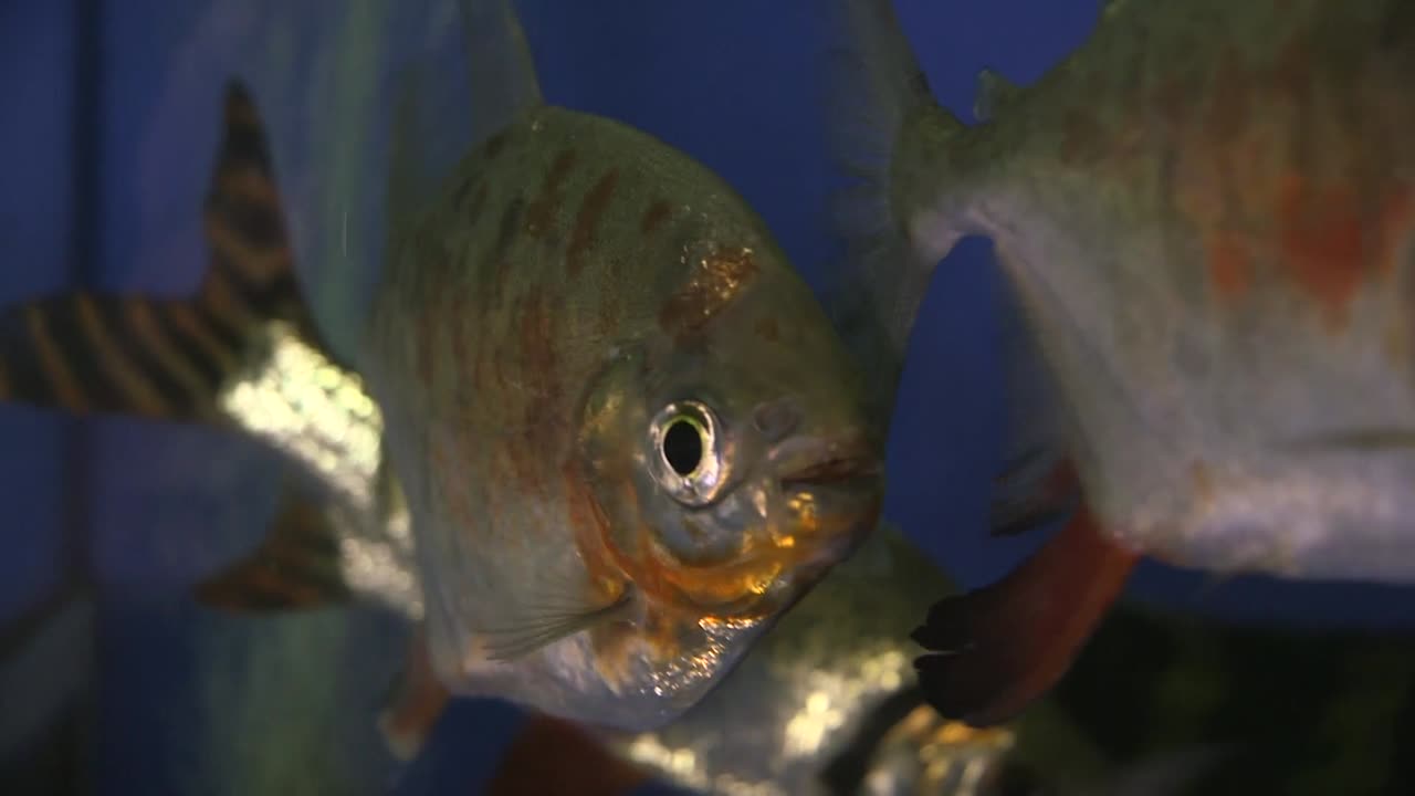 Close up of a Redhook Myleus floating casually in an aquarium invasive species