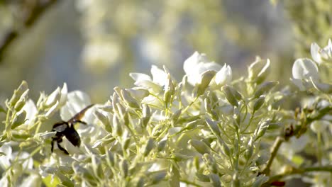 Flores-Blancas-Moviéndose-En-Una-Suave-Brisa-Primaveral-Mientras-Enormes-Abejas-Negras-Vuelan-Y-Polinizan-La-Glicinia