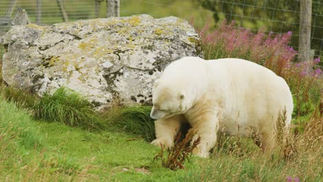 a polar bear uses a fence post to scratch itself in a grassy, rocky enclosure under natural daylight, captured with a steady, medium-wide camera angle