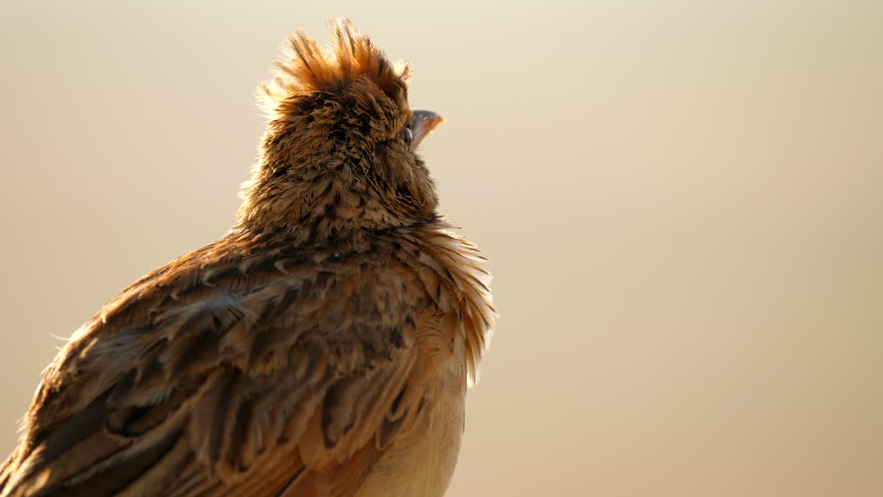 un primerísimo plano de un pájaro alondra de nuca rufa cantando y observando al atardecer
