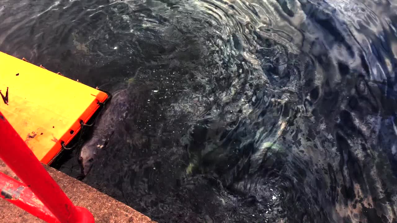 Seals playing in the water and climbing onto pontoon