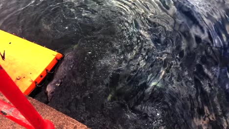 seals playing in the water and climbing onto pontoon