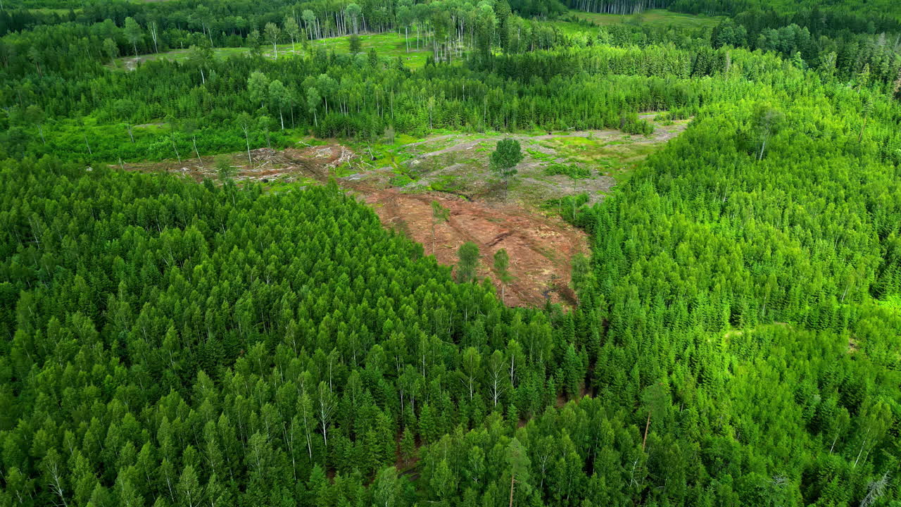 Big green forest area with free space for wood cutting for agriculture, strong colors in slow motion, copy space