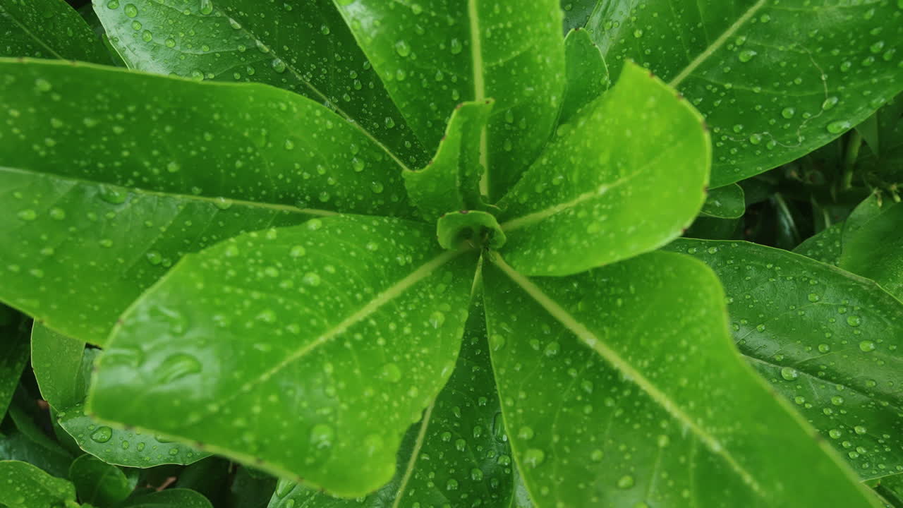 An abstract pattern of water droplets on a plant surface