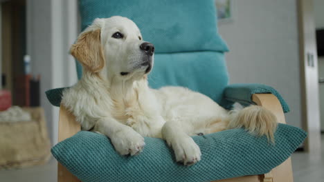 golden retriever relaxing in a chair