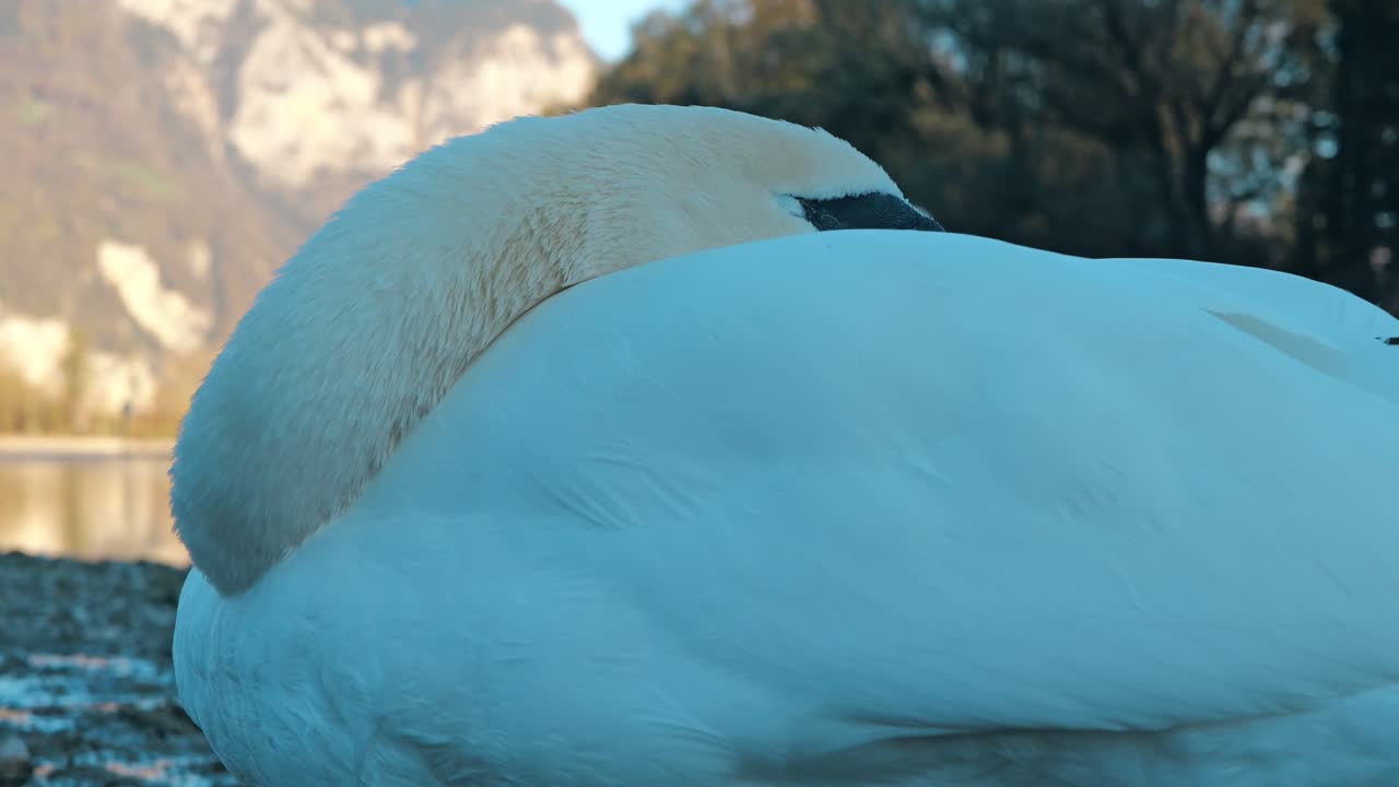 близкий взгляд на лебедя, грациозно отдыхающего на берегу озера валензе, в кантоне сент-галлен, швейцария.