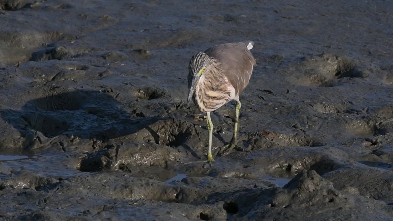 una de las garzas de estanque encontradas en tailandia que muestran diferentes plumajes según la temporada