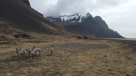 icelandic reindeer by drone footage