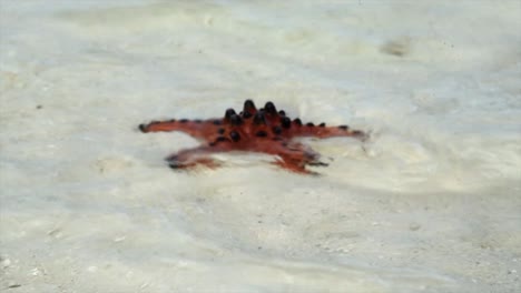 starfish sticking out of the water, black spikes and red color