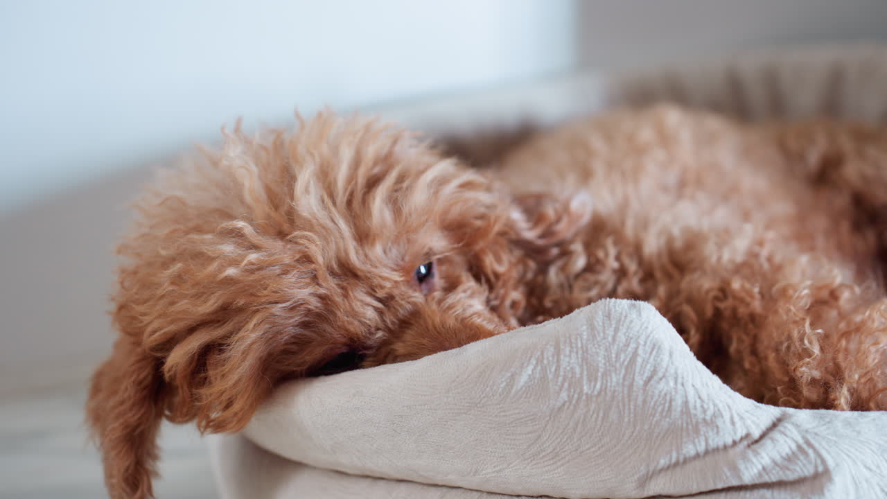 Close up of fluffy brown puppy lying in soft pet bed blinking slowly while resting, capturing peaceful home moment with calm expression and cozy textures under soft indoor lighting on tiled floor