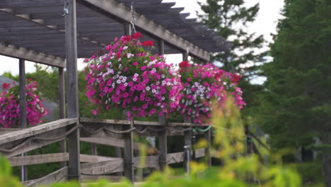 Rosa-Und-Weiße-Wellenpetunien-Mit-Roten-Begonien-In-Hängenden-Körben-An-Der-Seite-Der-Brücke-An-Einem-Windigen-Sommertag-In-Der-Sonne-Mit-Bäumen-Und-Gras-Im-Hintergrund