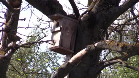 Jaula-De-Pájaros-Vacía-En-Un-Día-Ventoso