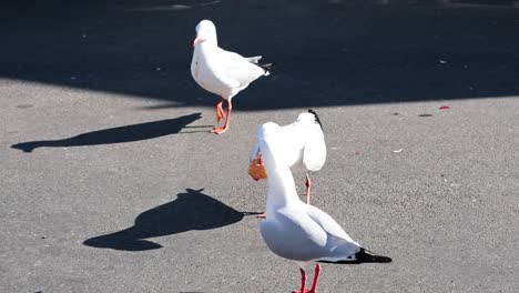 las gaviotas compiten por comida en los mercados de victoria.