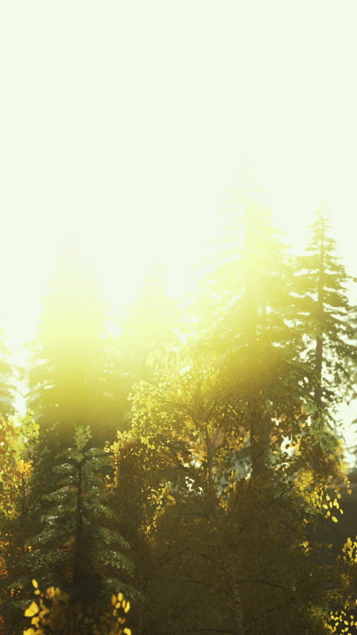 숲의 해가 뜨는 것