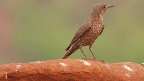 hermoso pájaro tordo de roca azul esperando comida y palanca