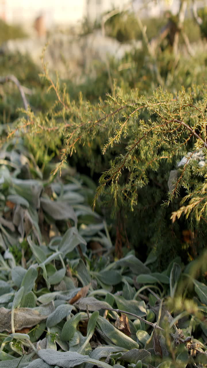 primer plano del follaje verde