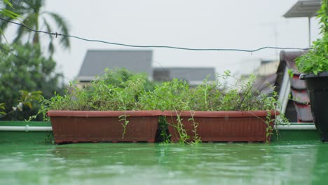 Plant-pots-welcome-each-raindrop-as-vegetation-silently-embraces-water