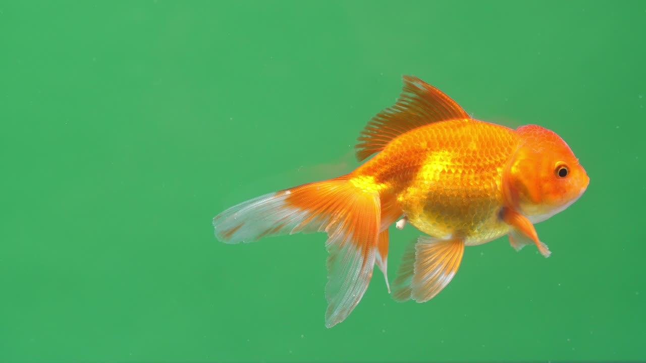 Gold Fish On Green Screen Background
