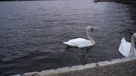 Two-mute-swans-feeding-on-bread-close-to-dock-in-Norway-at-a-cold-winter-morning---Static-clip-with-swans-close-to-dock