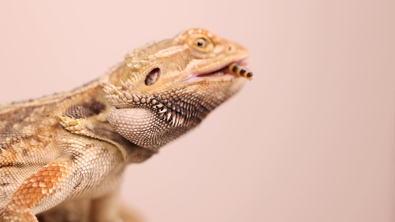 A bearded dragon captures and eats a superworm in a brightly lit, close-up setting