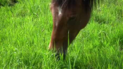 good pasture contains most of the nutrition a horse requires to be healthy